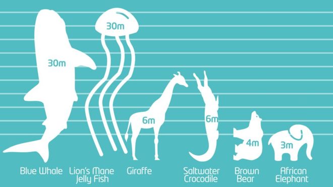 Which are the world's tallest animals (Credit - BBC UK)
