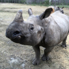 Rhino at White Oak Conservation Center
